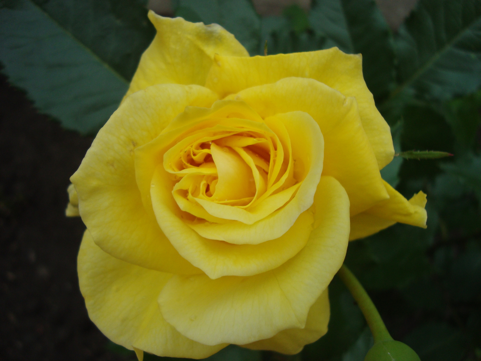 Sárga rózsám