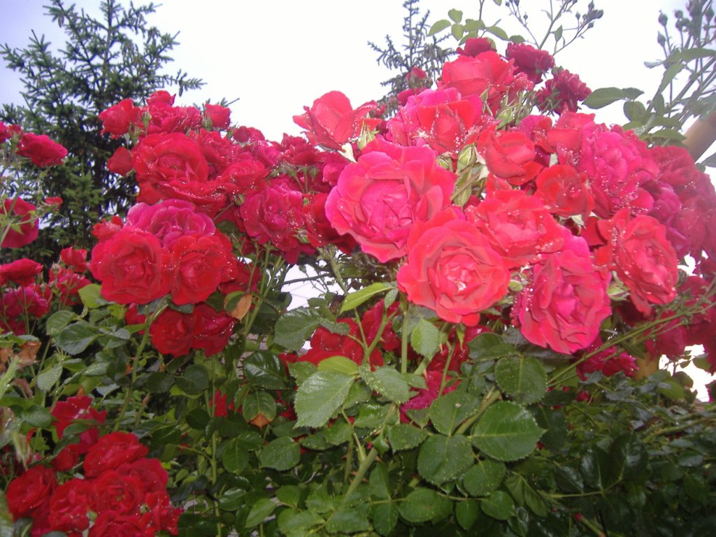 Virágok 2008. 511