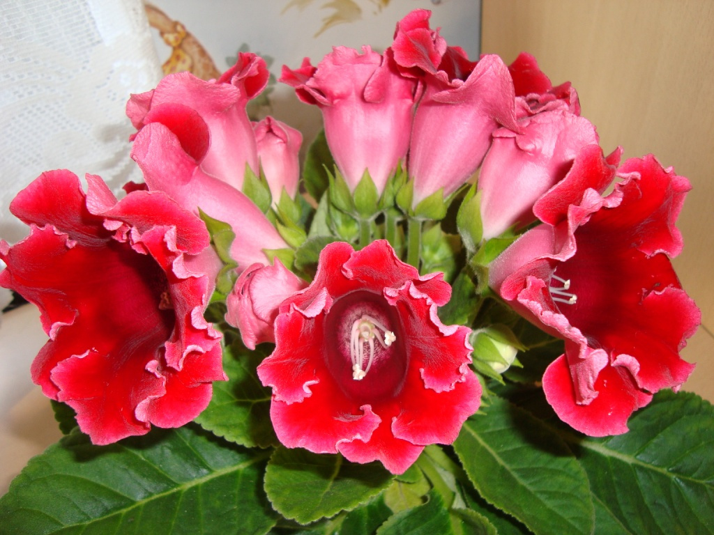 Virágok 2009. 555