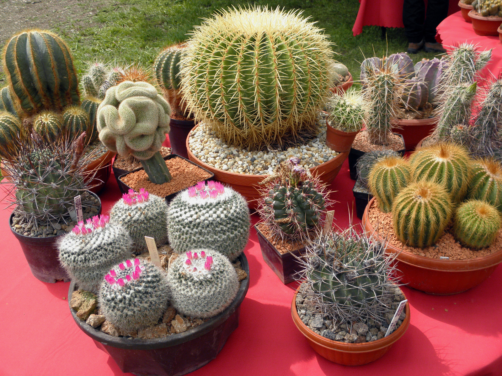 Kaktusz csoportosulás