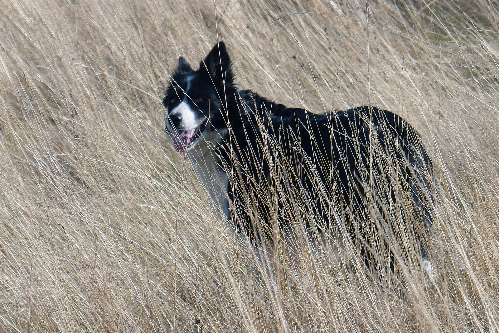 Figyelő Border Collie