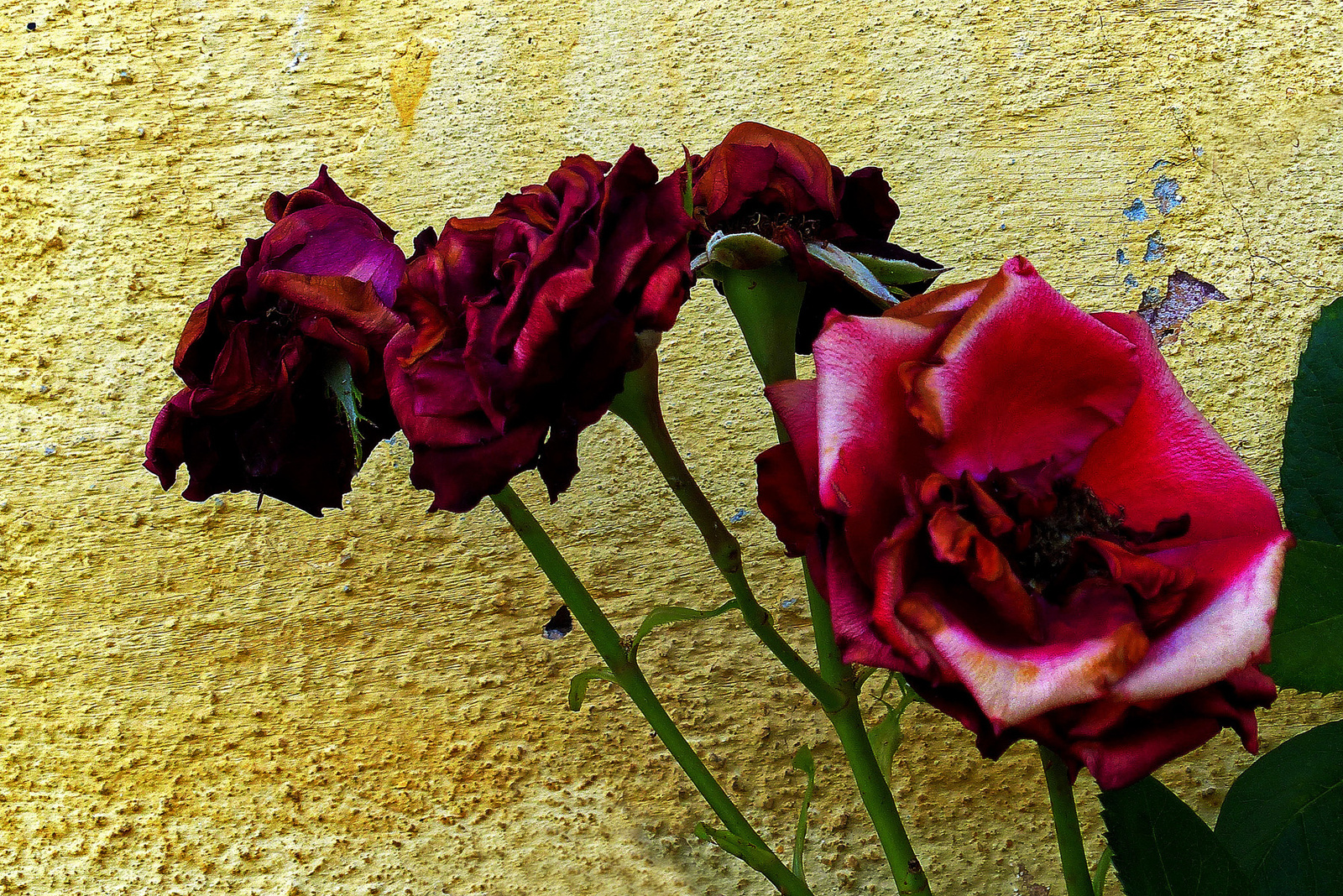 12 Száradó rózsák Salgóbányán
