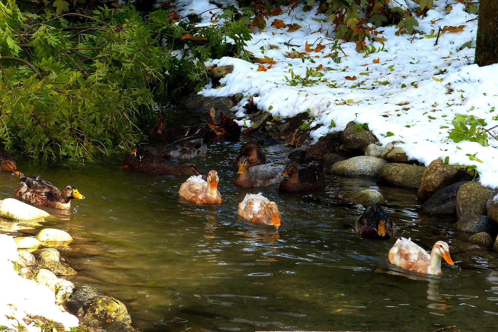 10 A kacsák bírják a hideg vizet