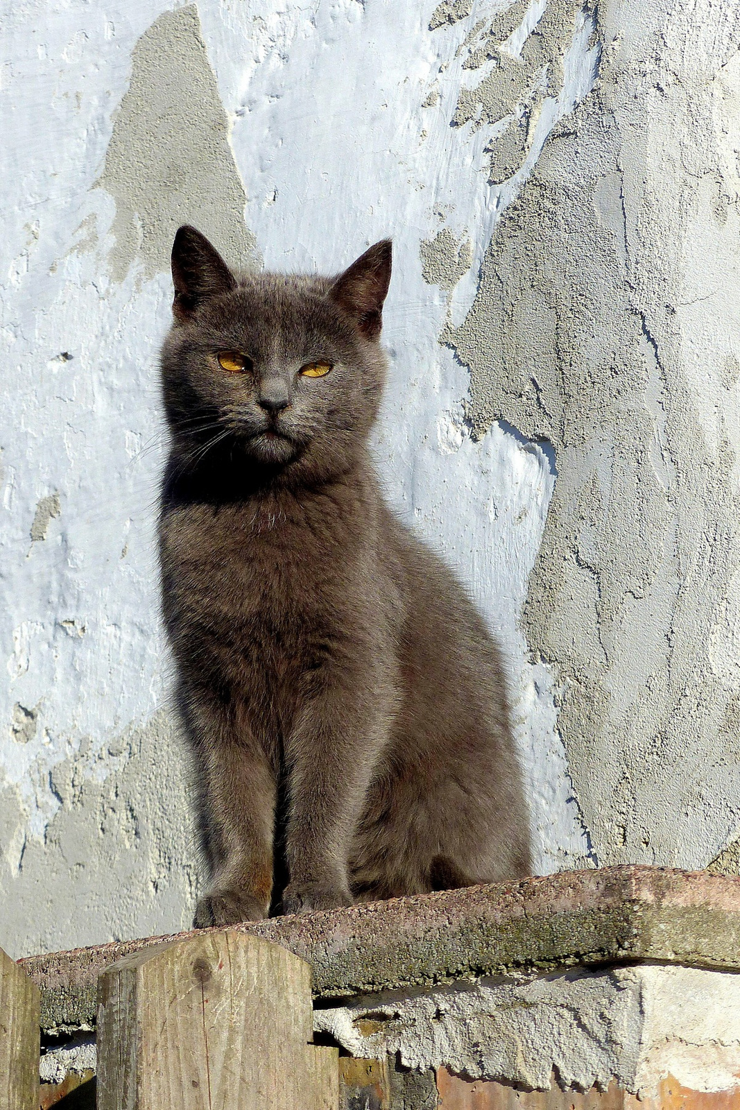 07 Ágasvári cica