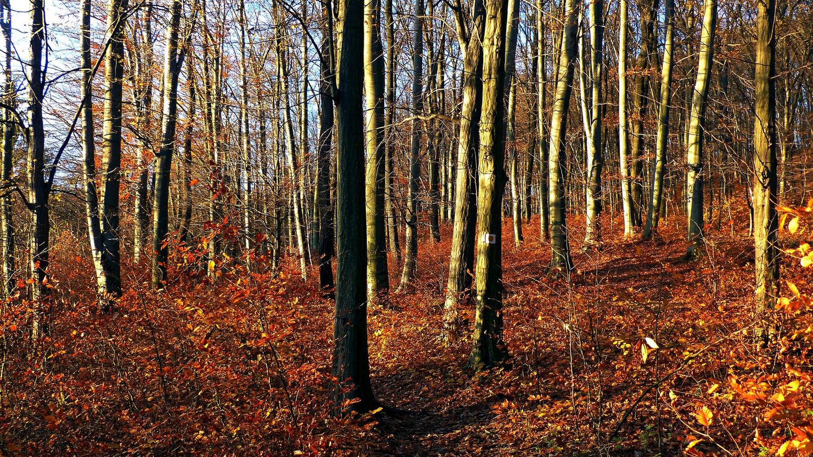 10 Novemberi erdő