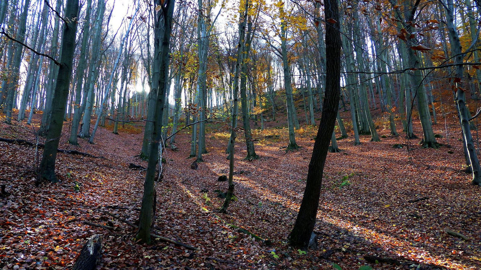 07 Novemberi erdő