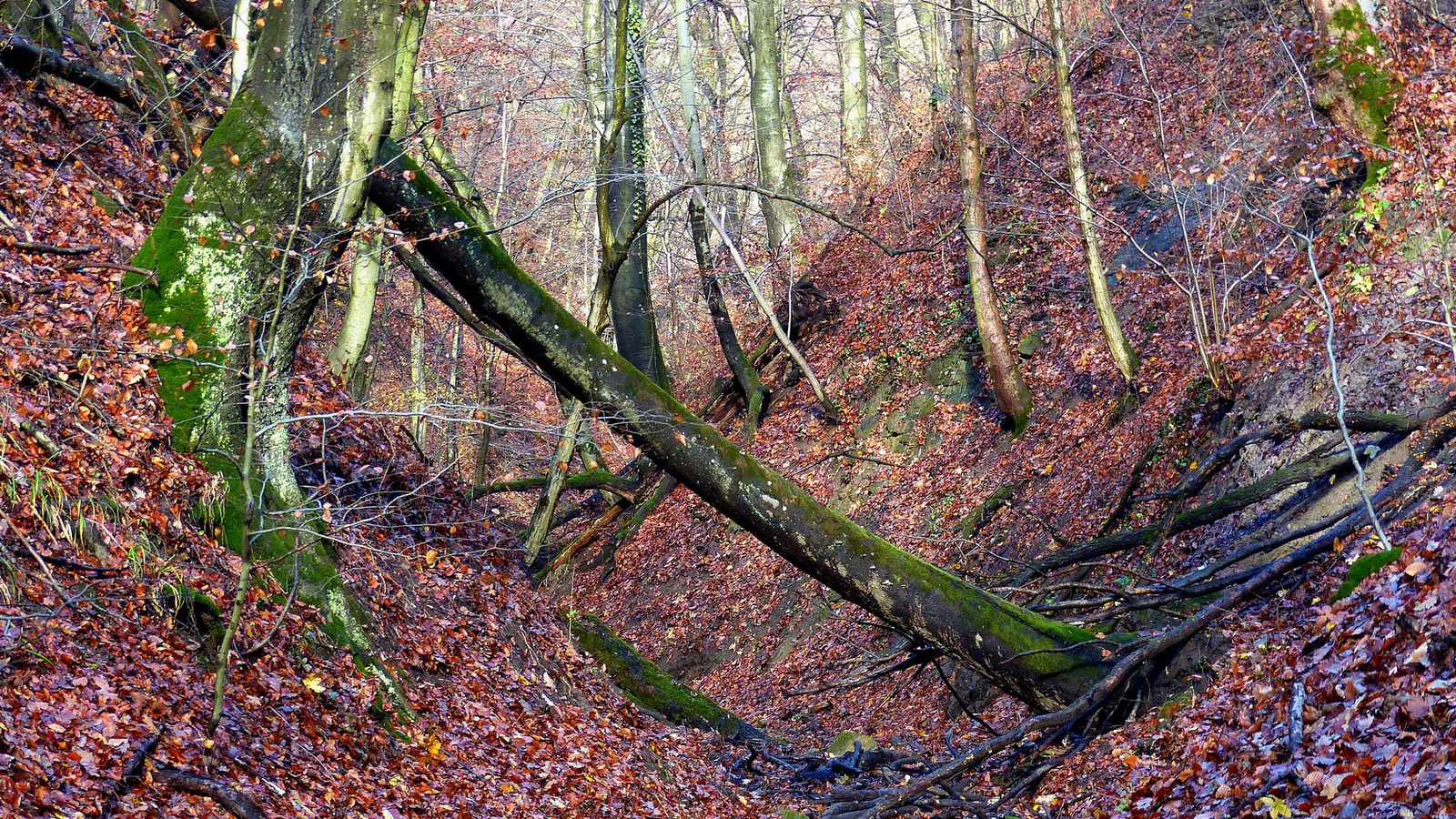 14 Novemberi erdő