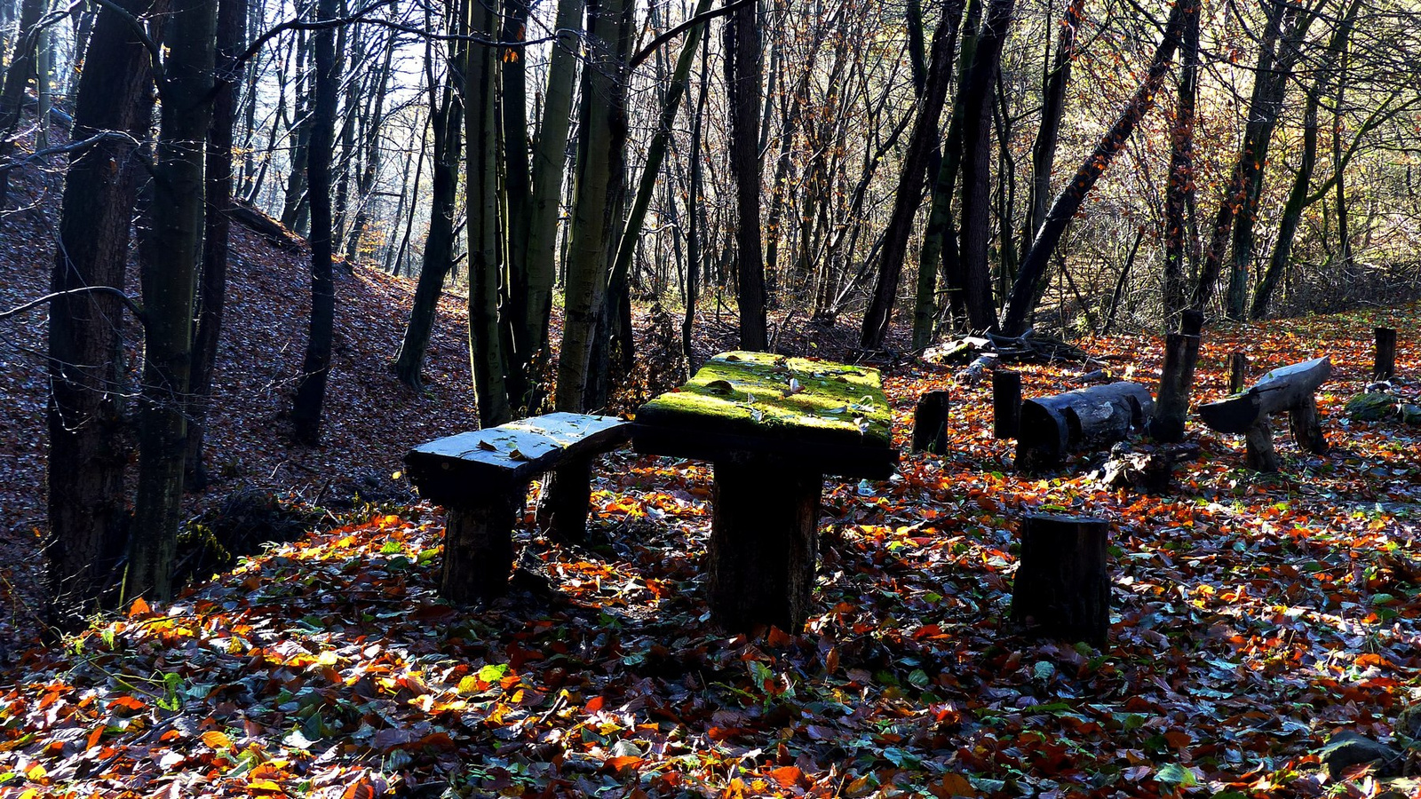 16 Novemberi erdő