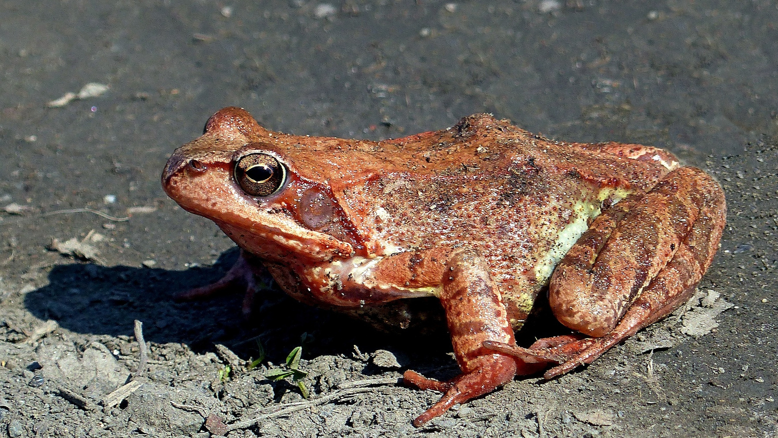 14 Frissen előbújt erdei béka