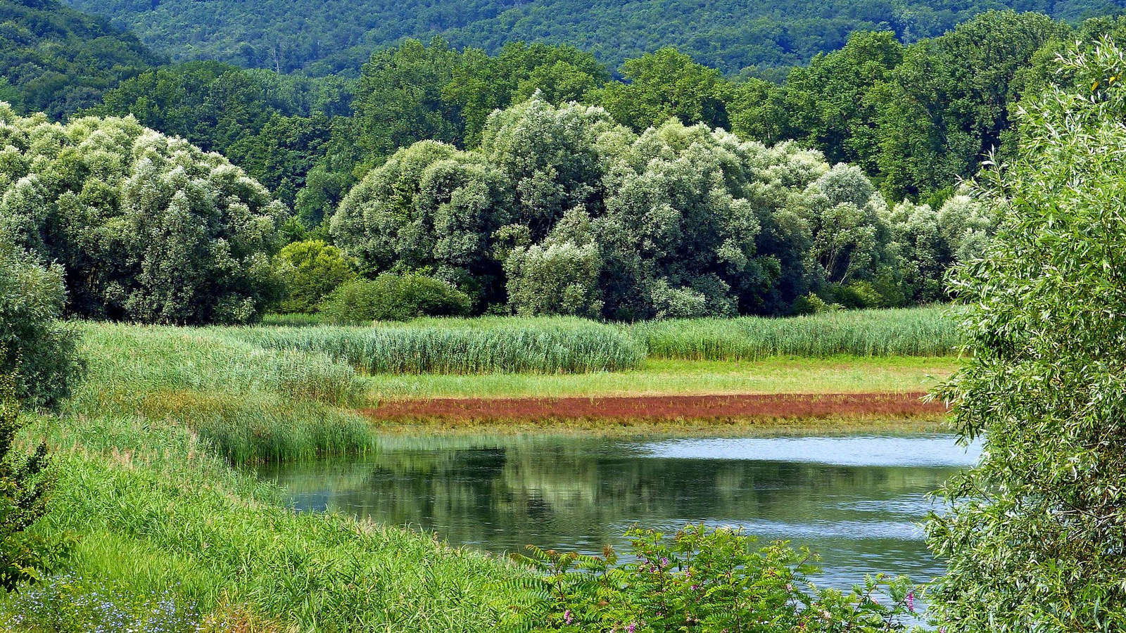 02 Medvesalja Tajti-tó II.