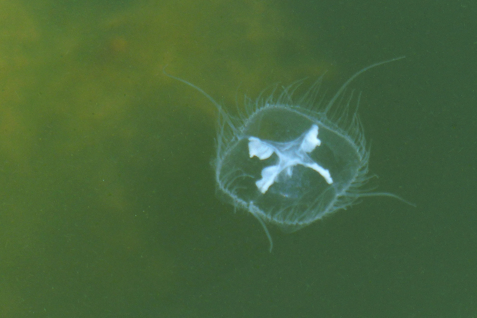 03 Édesvízi medúza