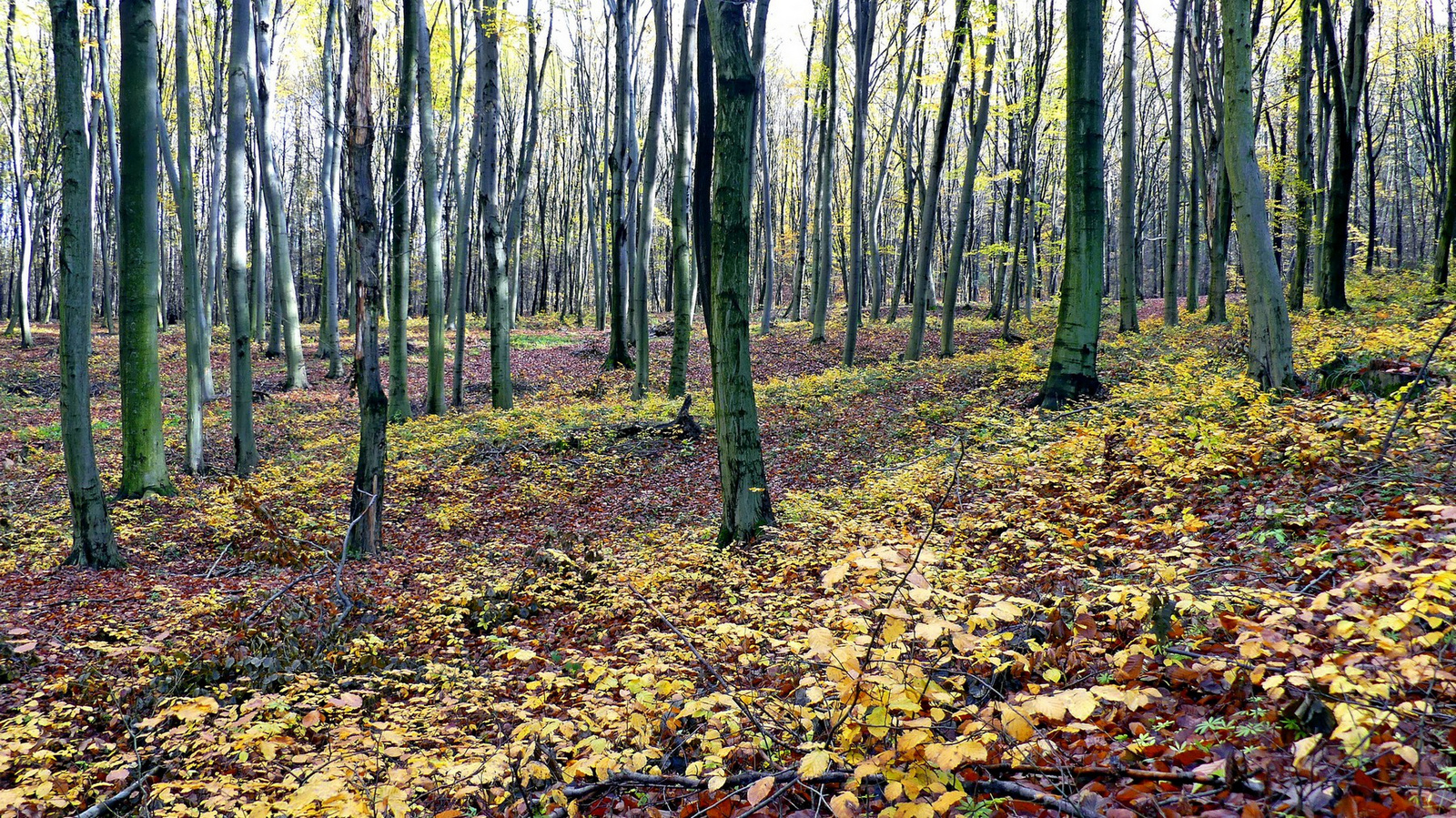 03 Novemberi erdő