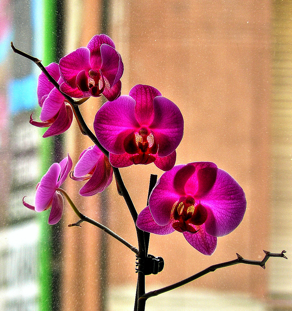 orchidea az ablak előtt