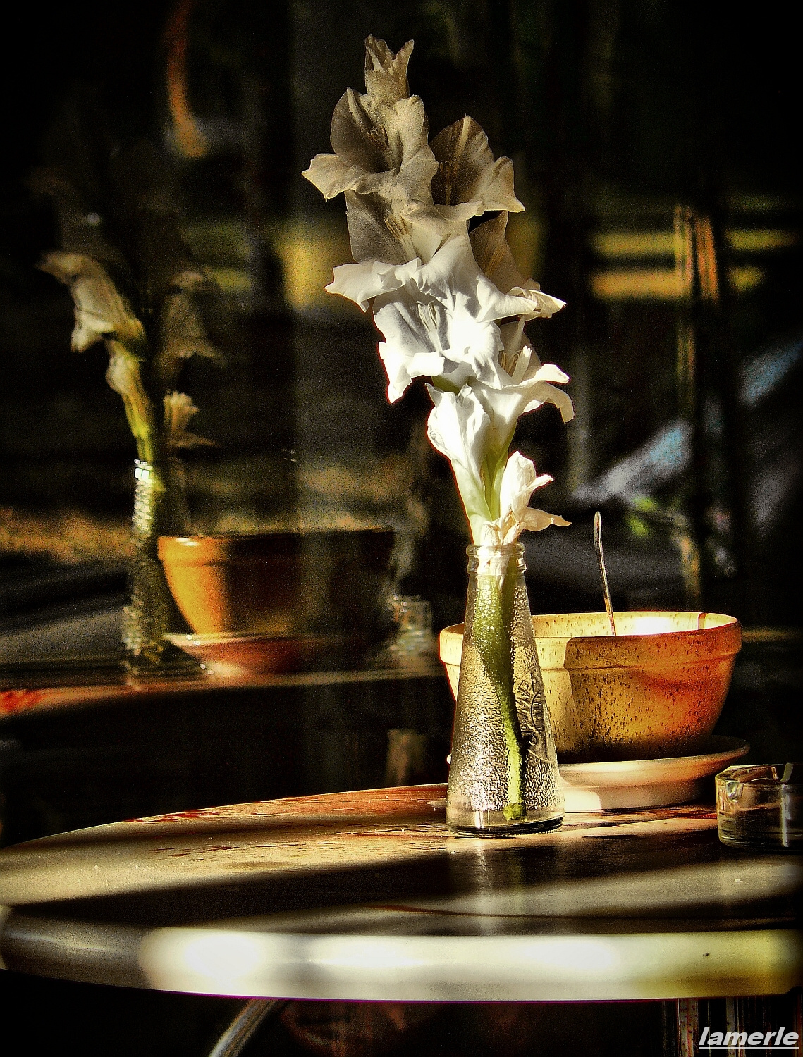 gladiolusz