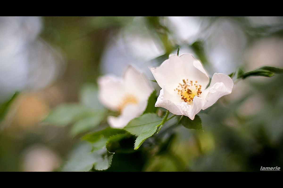 Rosa Canina