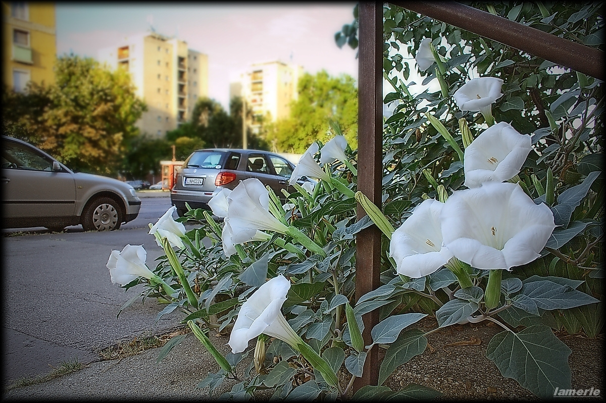 datura