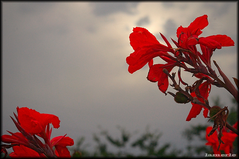 canna hibrid