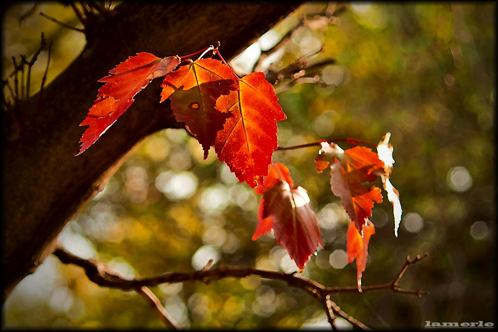 bokeh