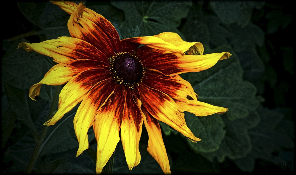 virág