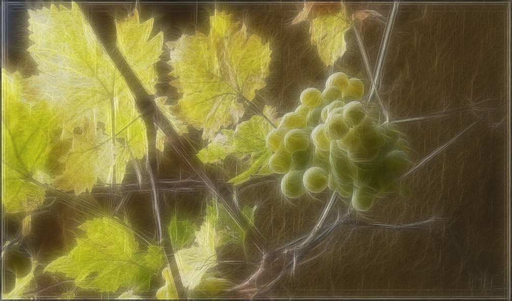 szőlő fractálva