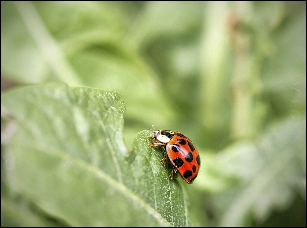 Harlekin