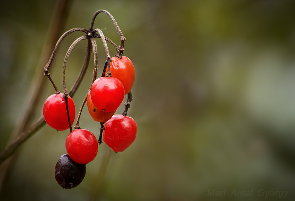 keserű csucsor (Solanum dulcamara)