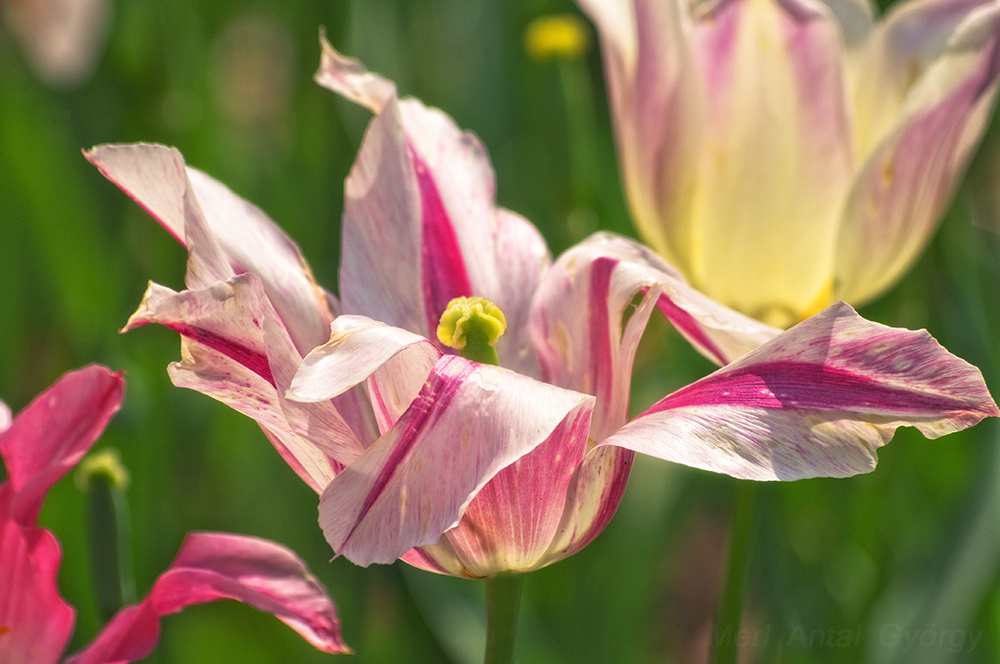 tulipánok (Tulipa)