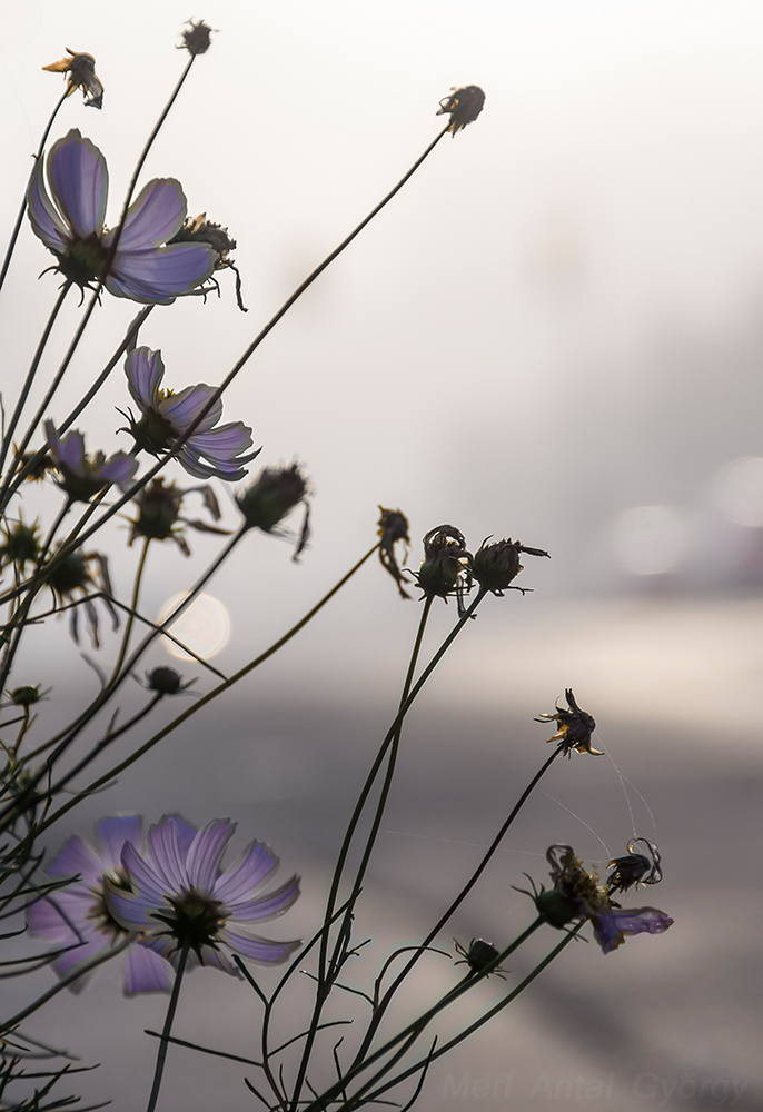 pillangóvirágok a ködben