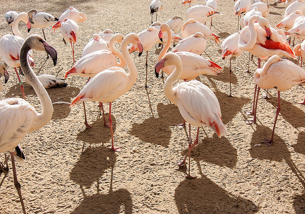 flamingó csapat