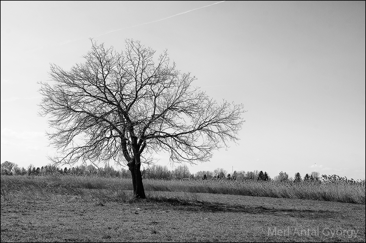 magányos fa