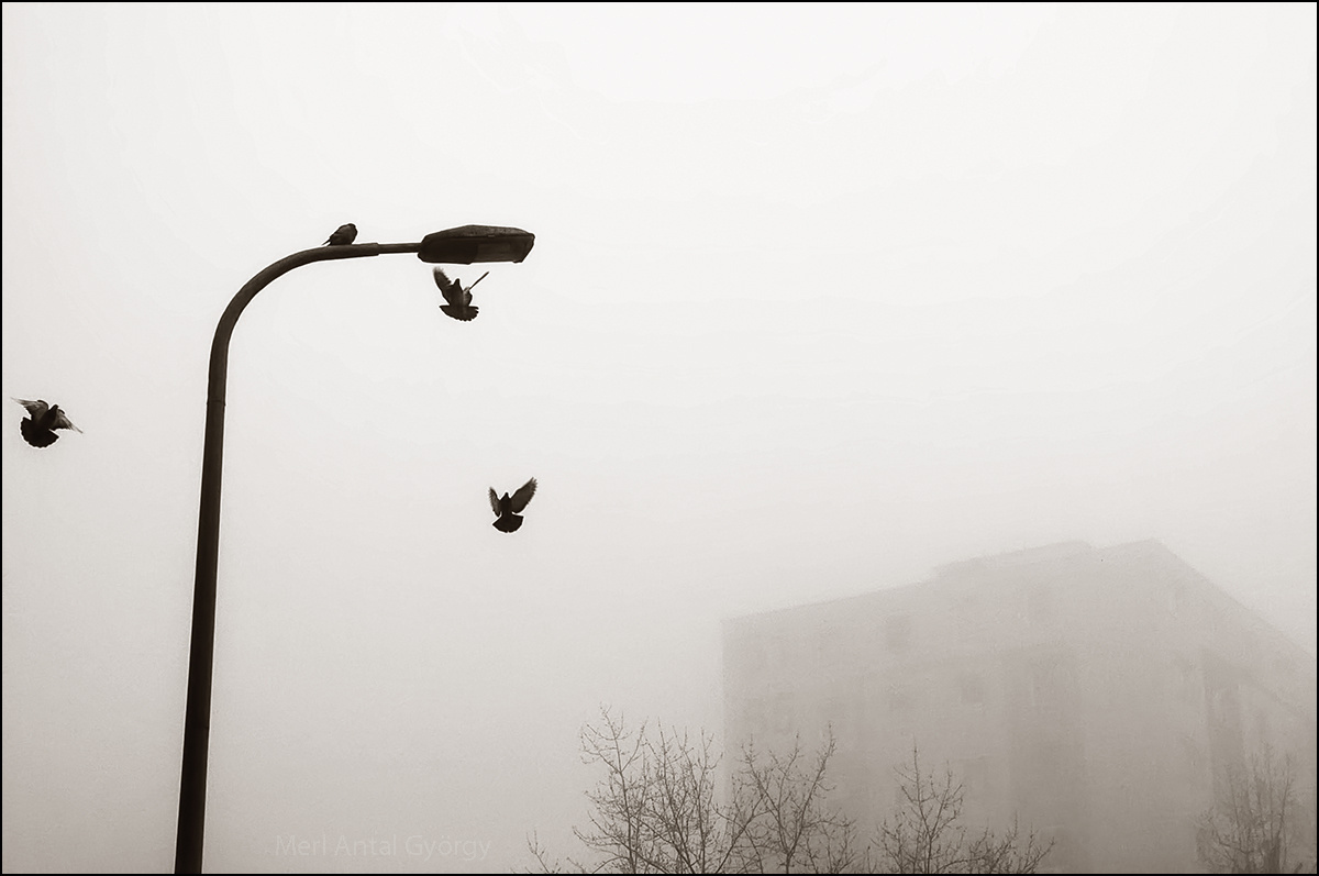 galambok a ködben
