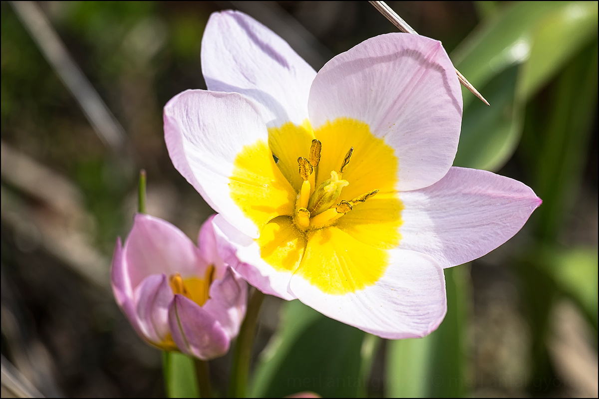 Fuji20170416- DSF7856foto