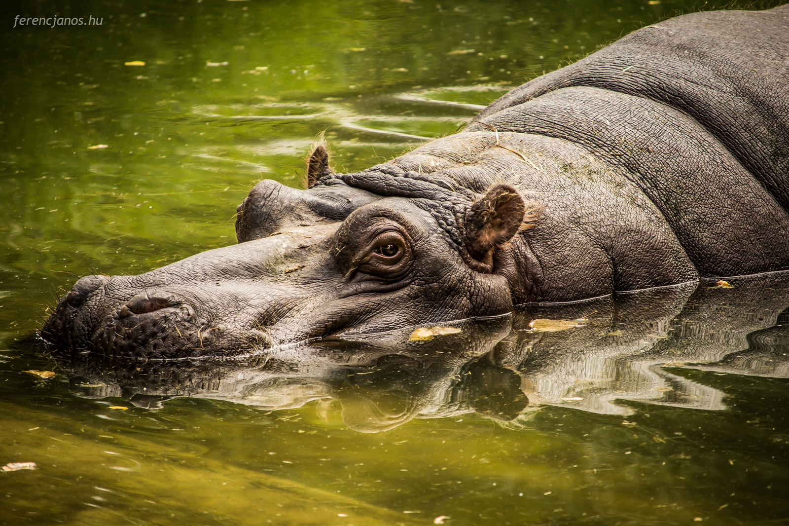 Hippopotamus