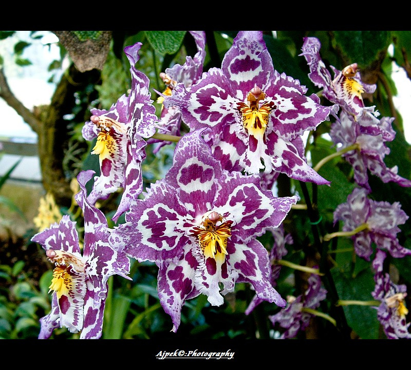Orchidea 2