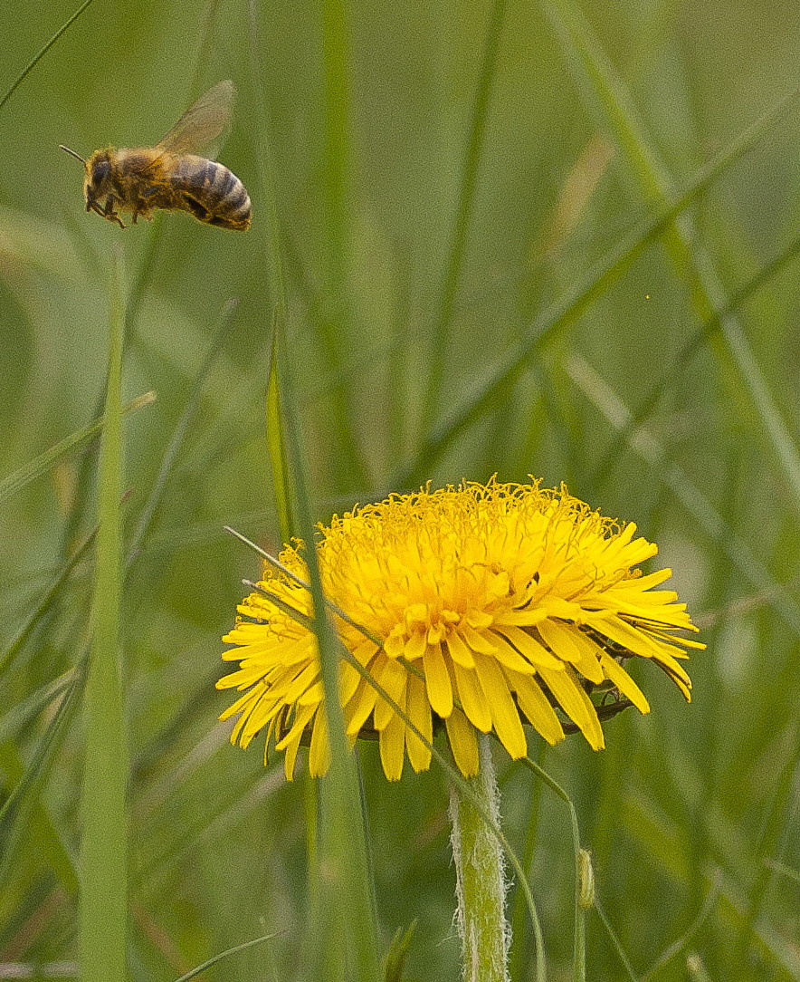 Just a bee