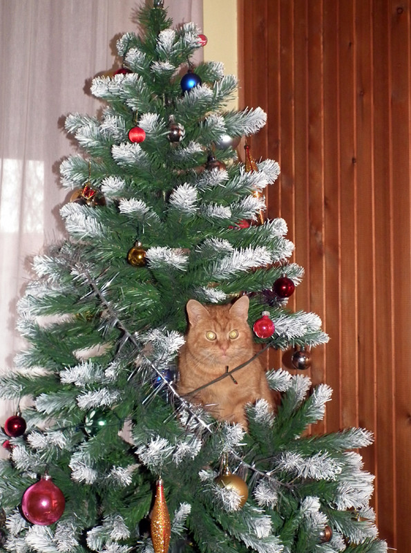 Elkészült a Karácsonyfa