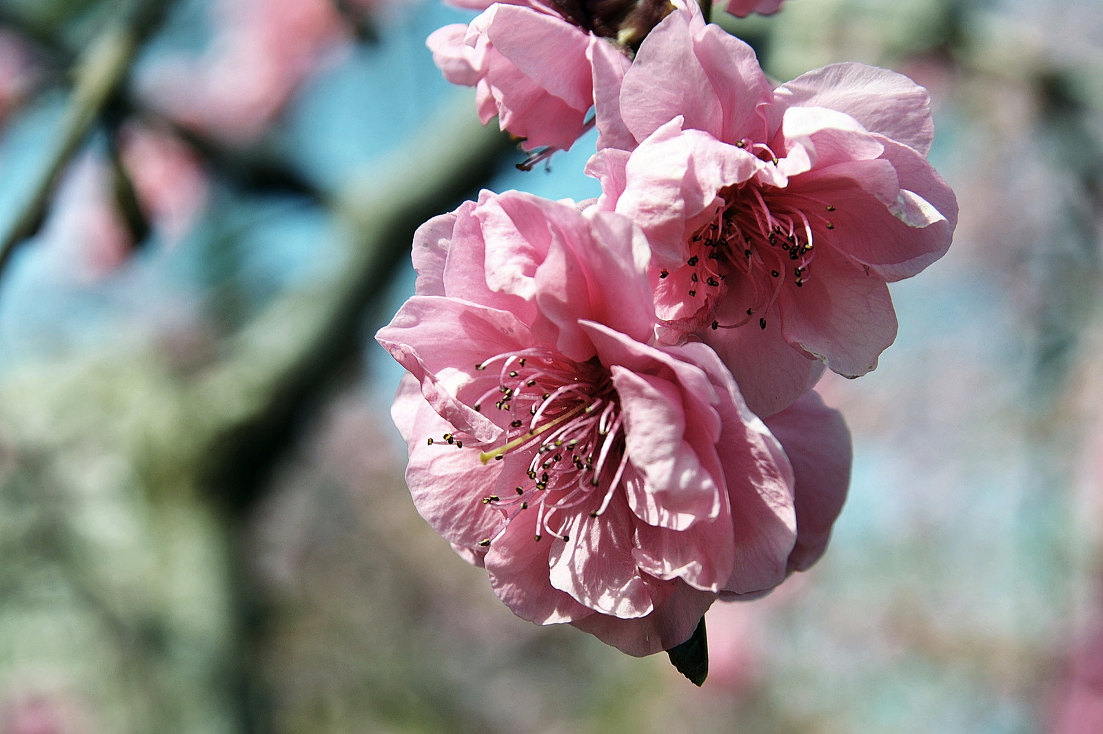A cseresznyevirágzás ünnepe