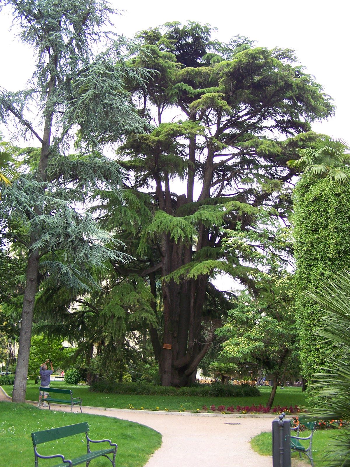 cedrus deodara 1872