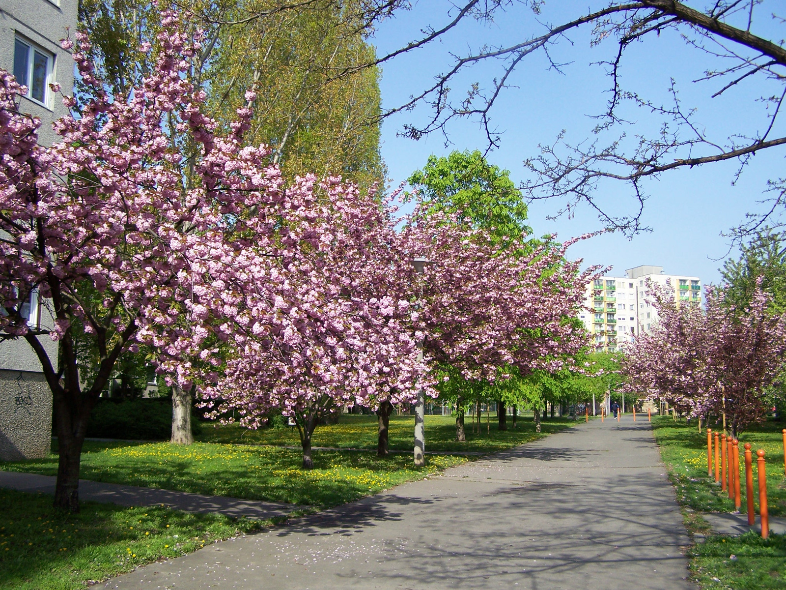 Cseresznyefák virágdíszben