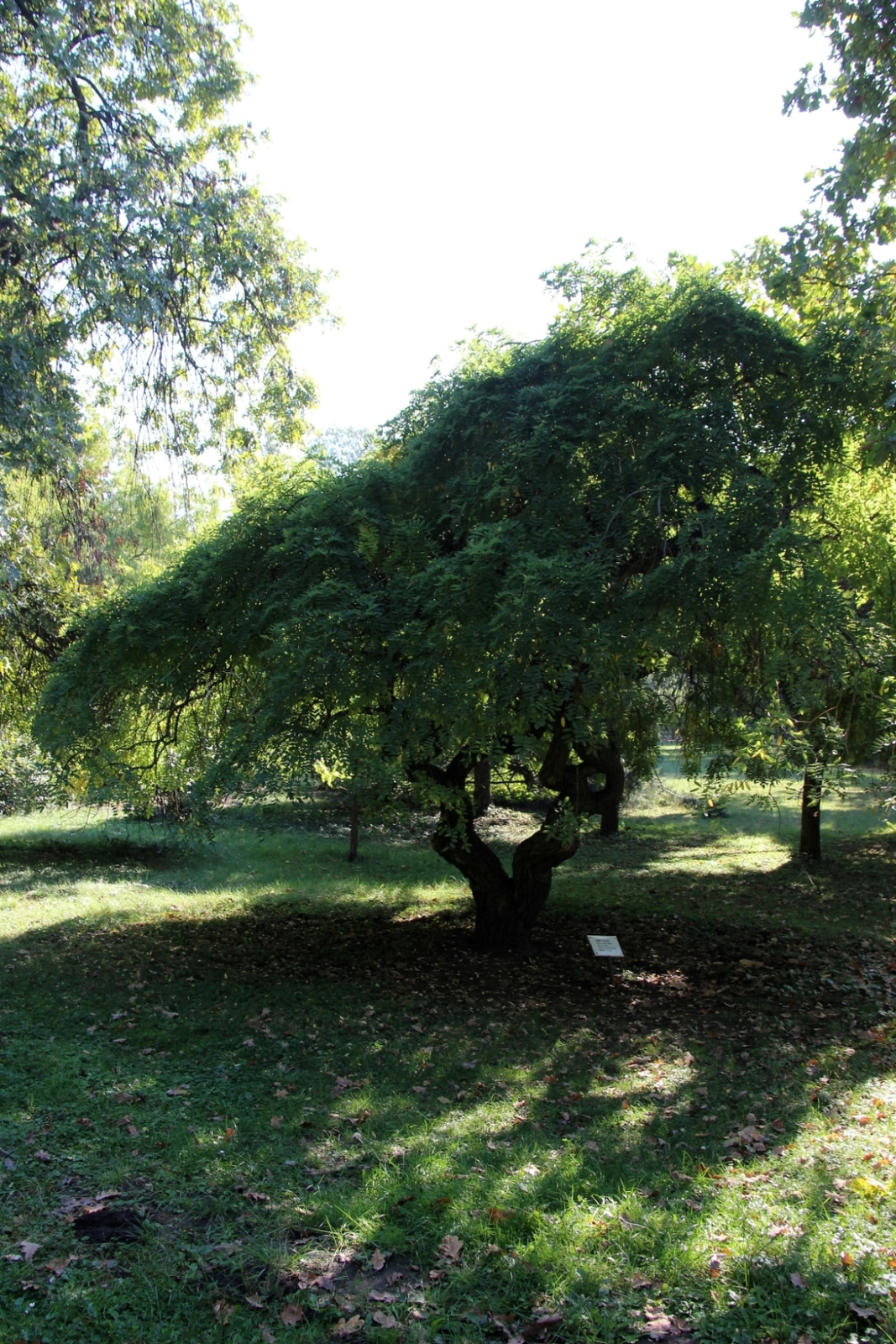 Szarvas Arborétum 004