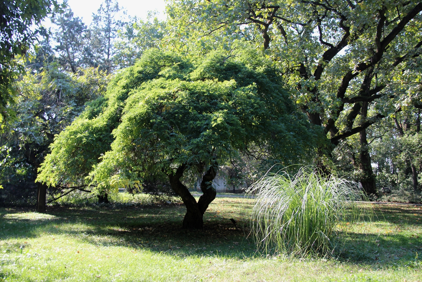 Szarvas Arborétum 005