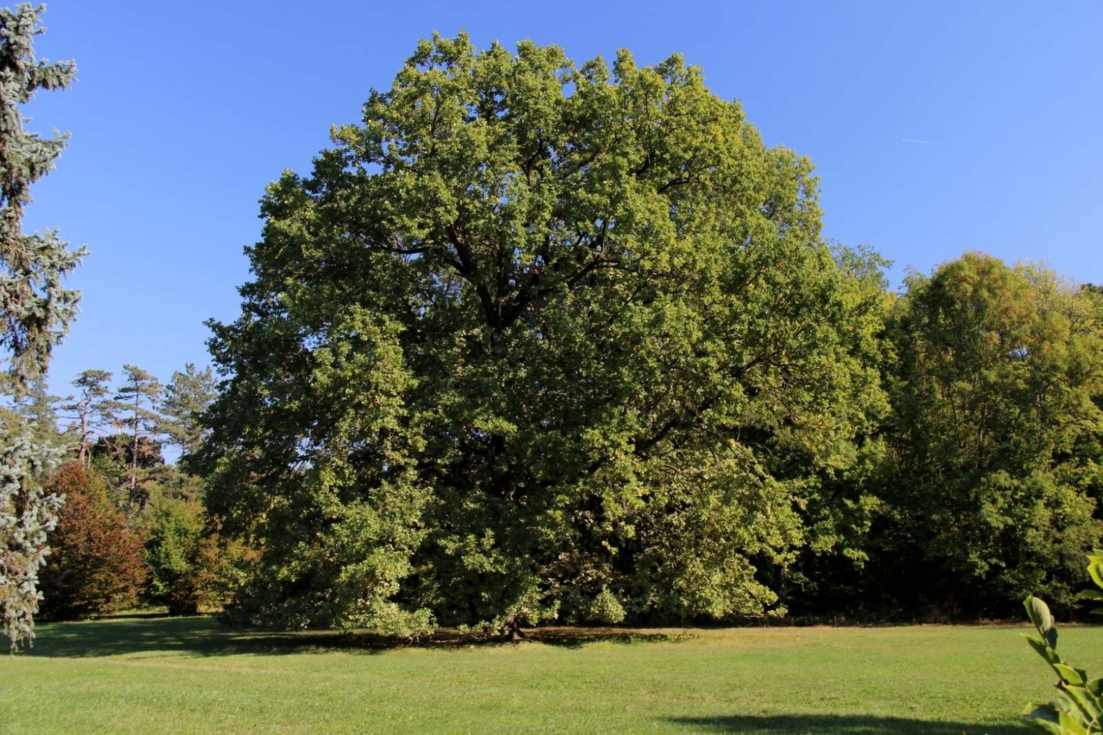 Szarvas Arborétum 041