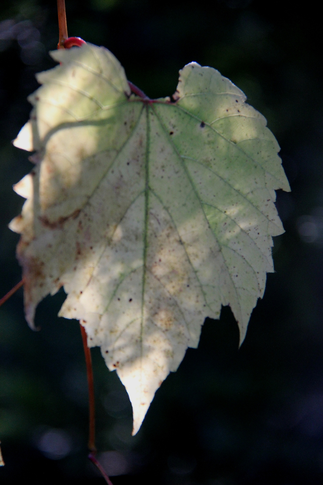 Szarvas Arborétum 072