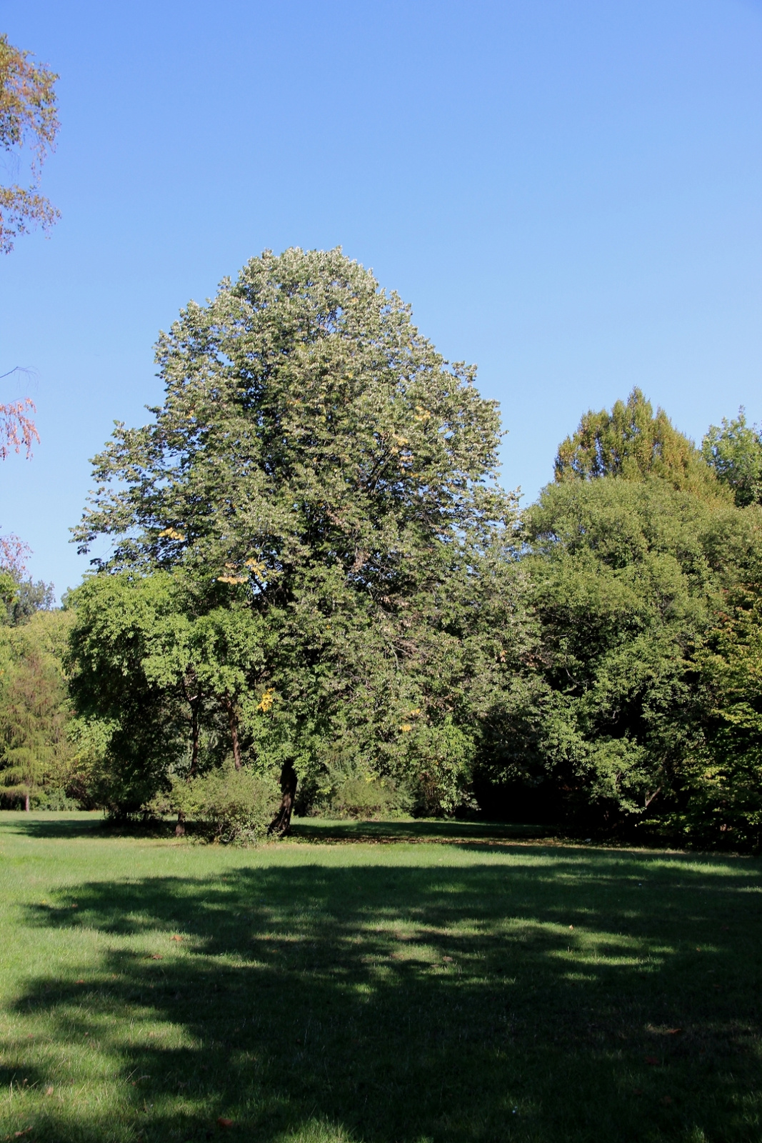 Szarvas Arborétum 085