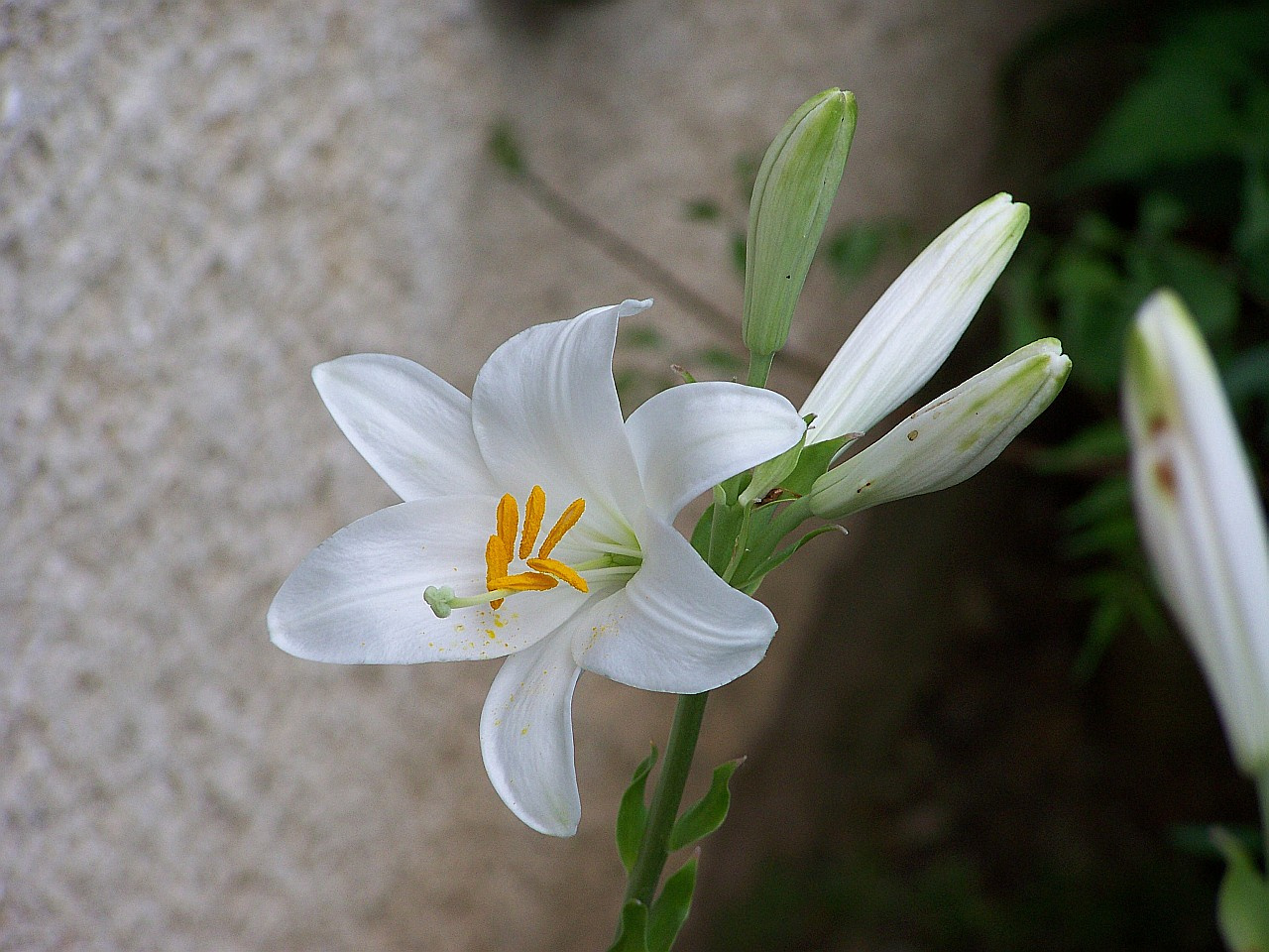 liliom, fehér, bimbókkal