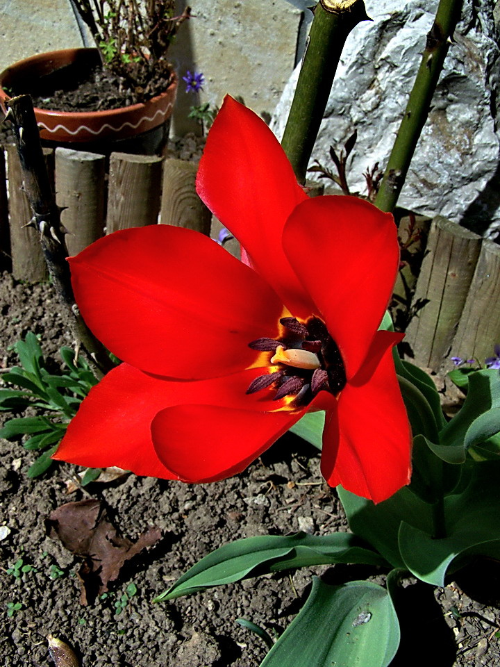 tulipán, a napimádó