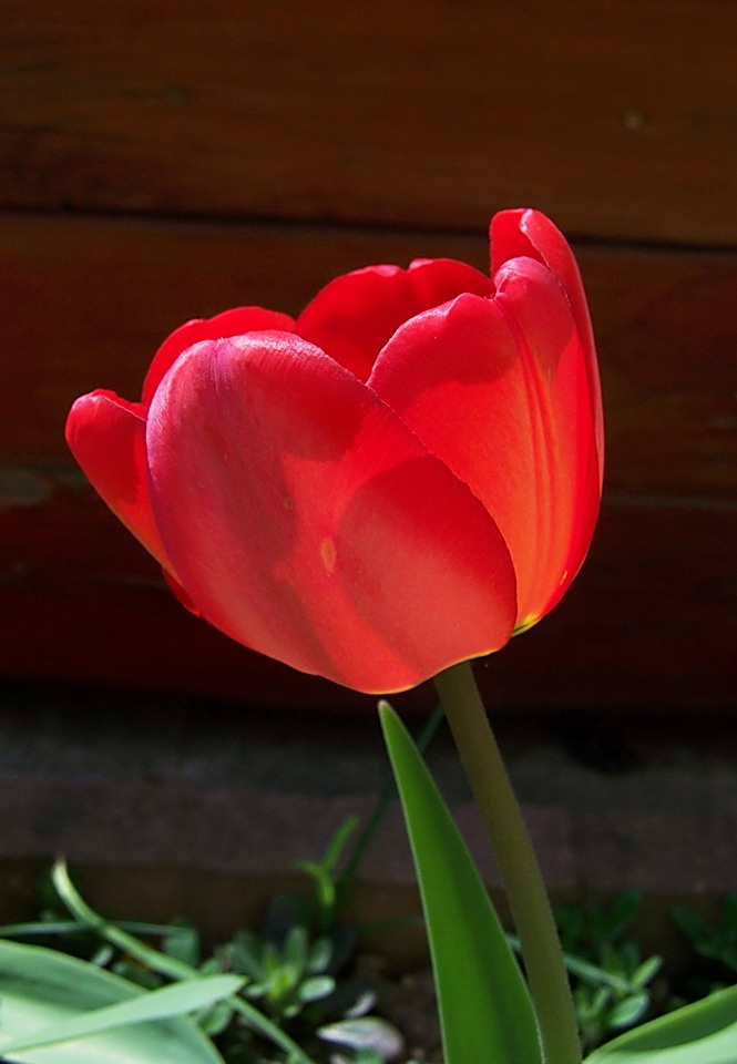 tulipán, fényben