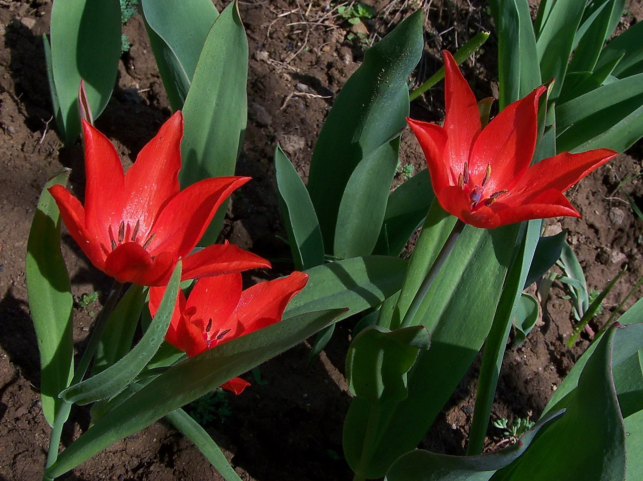 tulipán, őslakosok