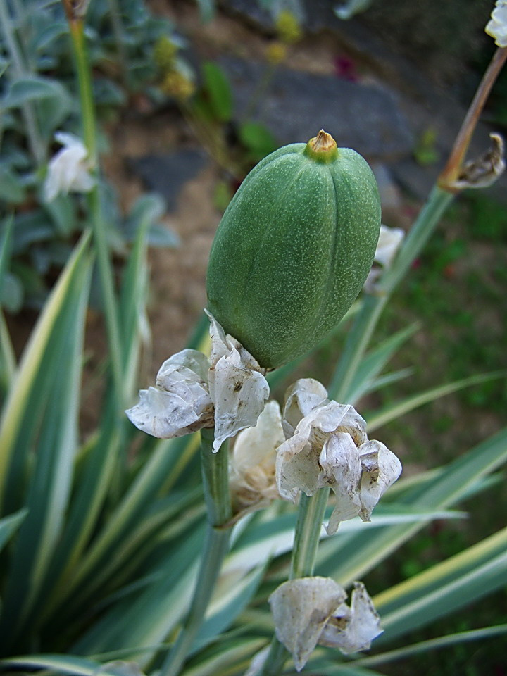 különleges növények, a nyuszifül virág termése