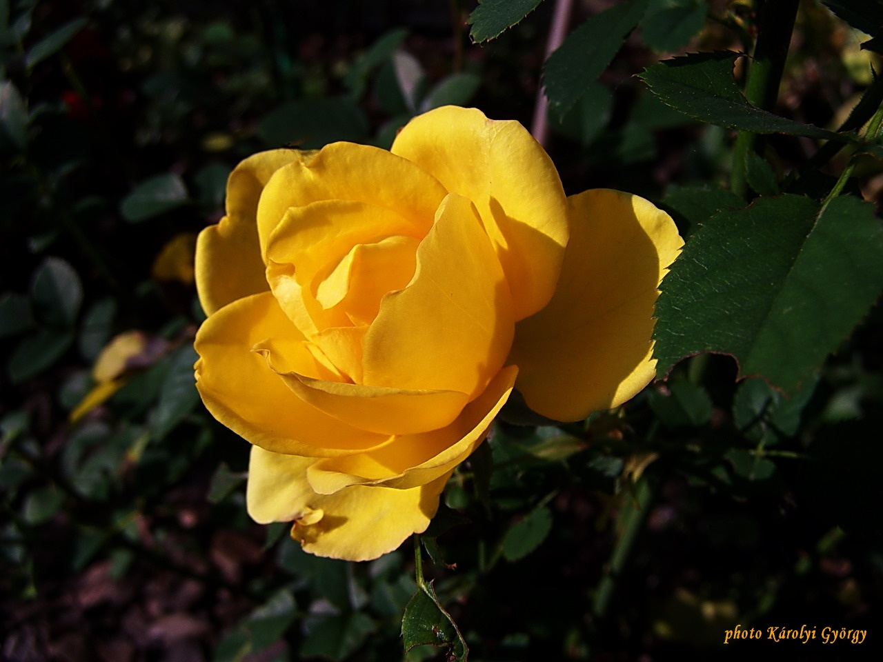 rózsa, egy novemberi sárga